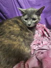 adoptable Cat in jpv, FL named MINNIE