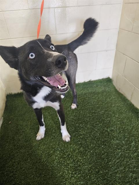 adoptable Dog in JPV, FL named HASHBROWN