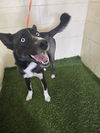 adoptable Dog in jpv, FL named HASHBROWN