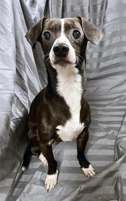 adoptable Dog in JPV, FL named MOZART