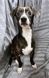 adoptable Dog in jpv, FL named MOZART
