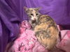 adoptable Cat in jpv, FL named HATTIE
