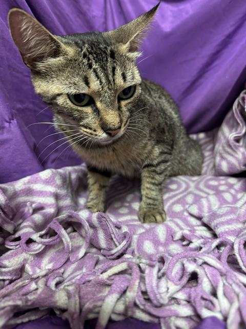 adoptable Cat in JPV, FL named ZEE