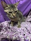 adoptable Cat in jpv, FL named ZEE
