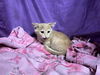 adoptable Cat in jpv, FL named SPENCER