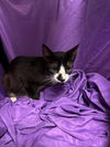 adoptable Cat in jpv, FL named FIZZY