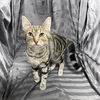 adoptable Cat in jpv, FL named SOPHIE