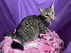 adoptable Cat in jpv, FL named DAINA
