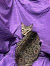 adoptable Cat in jpv, FL named MOZZARELLA