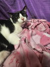 adoptable Cat in jpv, FL named FLOWER