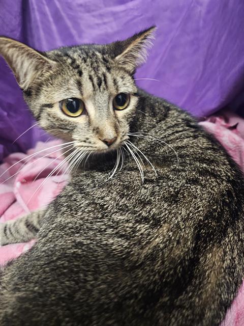 adoptable Cat in JPV, FL named VEE