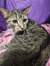 adoptable Cat in jpv, FL named VEE
