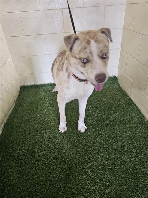 adoptable Dog in JPV, FL named HOMER