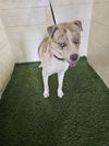 adoptable Dog in  named HOMER