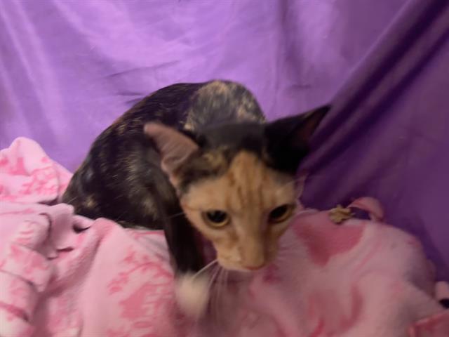 adoptable Cat in JPV, FL named ALICE