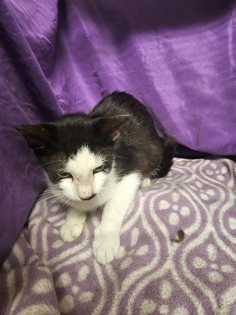 adoptable Cat in JPV, FL named PEBBLE