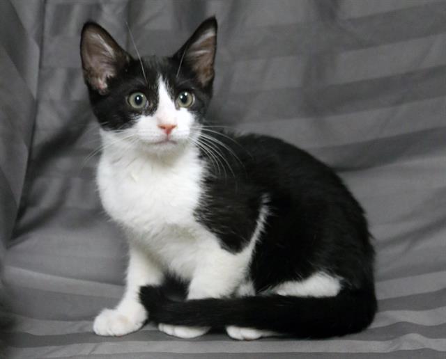 adoptable Cat in JPV, FL named JINX