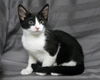 adoptable Cat in jpv, FL named JINX