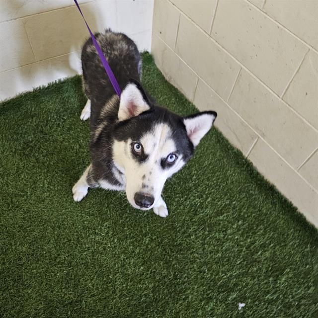adoptable Dog in JPV, FL named A1237994