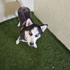 adoptable Dog in  named A1237994