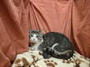 adoptable Cat in jpv, FL named GABRIEL