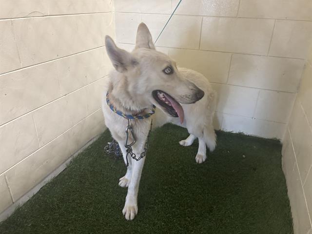 adoptable Dog in JPV, FL named NELSON
