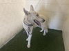 adoptable Dog in jpv, FL named NELSON
