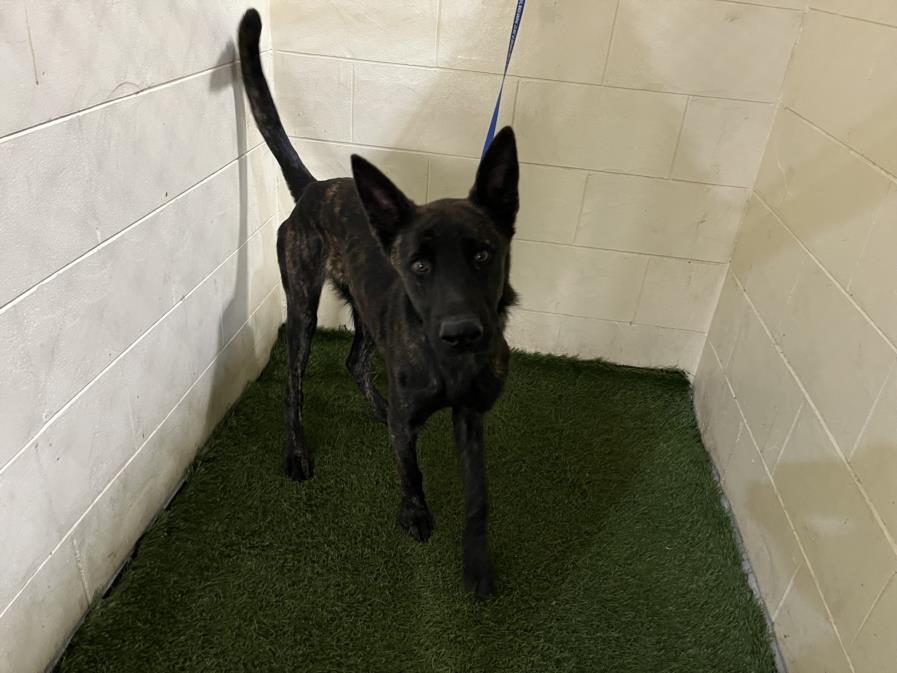 adoptable Dog in JPV, FL named JOSE
