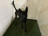adoptable Dog in  named JOSE