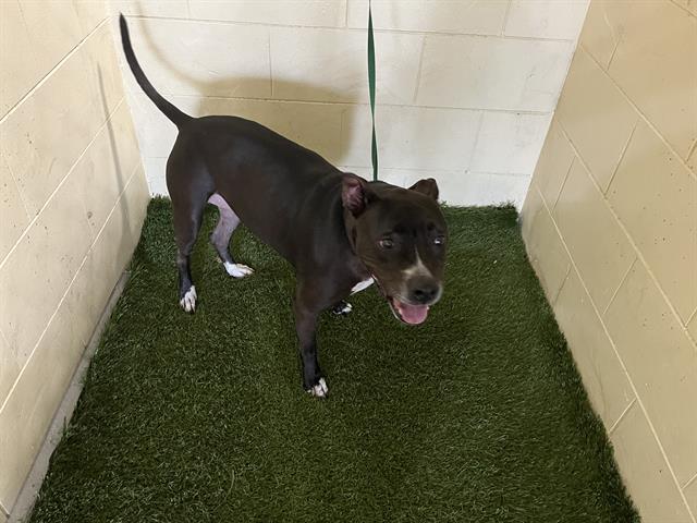 adoptable Dog in JPV, FL named LILO