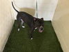 adoptable Dog in  named LILO