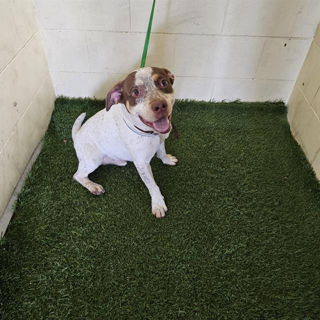 adoptable Dog in JPV, FL named BEAR