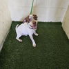 adoptable Dog in  named BEAR