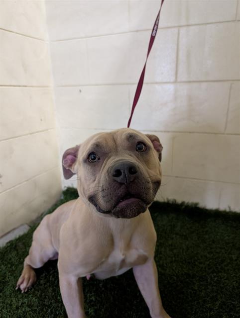 adoptable Dog in JPV, FL named NYLA