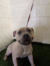 adoptable Dog in  named NYLA