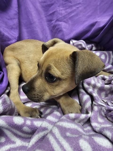 adoptable Dog in JPV, FL named SASHA