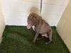 adoptable Dog in  named STAN
