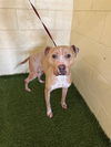 adoptable Dog in  named JACK