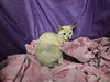 adoptable Cat in jpv, FL named JESTER