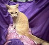 adoptable Cat in jpv, FL named A1238715