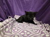 adoptable Cat in jpv, FL named KENNY