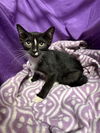 adoptable Cat in jpv, FL named MONTY