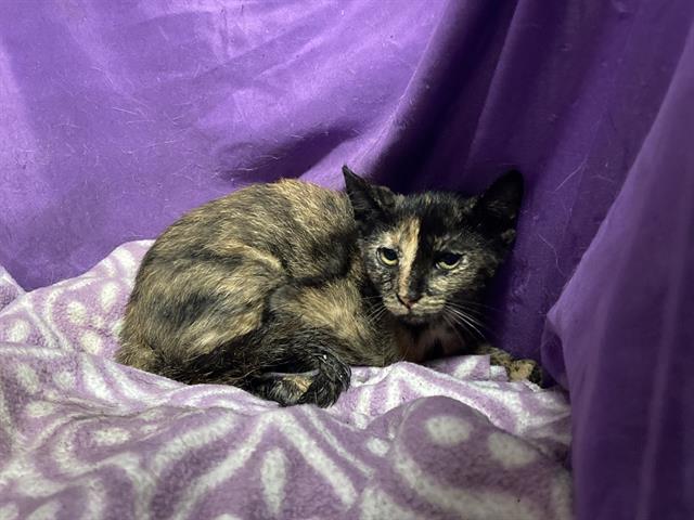 adoptable Cat in JPV, FL named KETTLES
