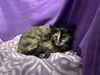 adoptable Cat in jpv, FL named KETTLES