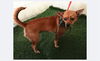 adoptable Dog in  named LEIA