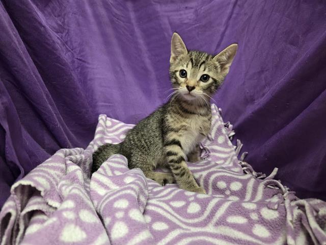 adoptable Cat in JPV, FL named ERIC