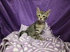 adoptable Cat in jpv, FL named ERIC