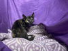 adoptable Cat in jpv, FL named MIRIAM
