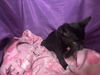 adoptable Cat in jpv, FL named BUNNY