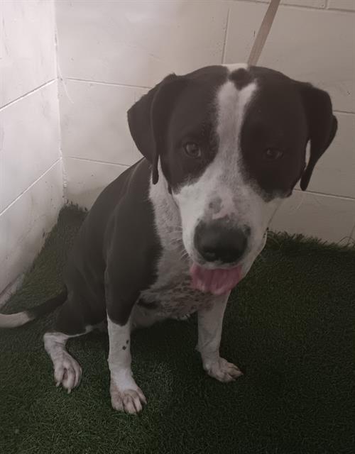 adoptable Dog in JPV, FL named DIAMOND